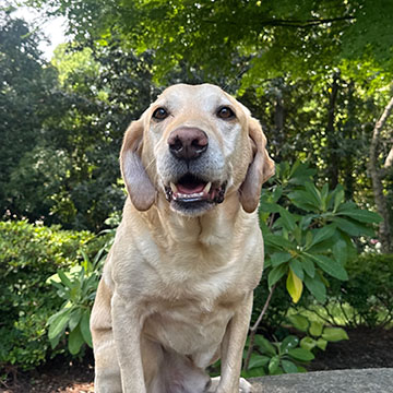 Legend - Therapy Dog